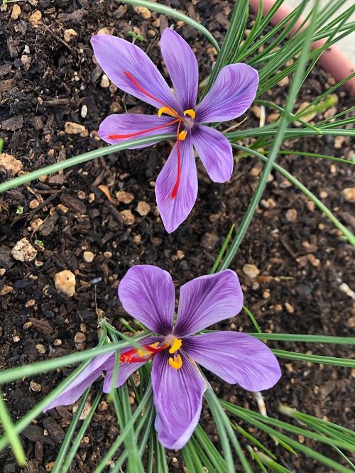 growing saffron in pots