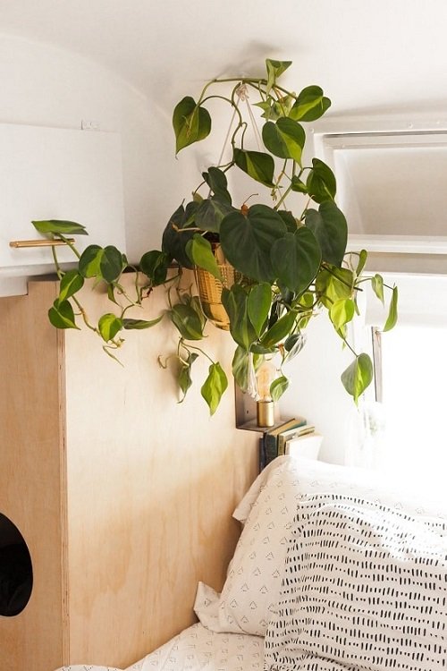 Indoor Plants to Dangle From the Ceiling 2