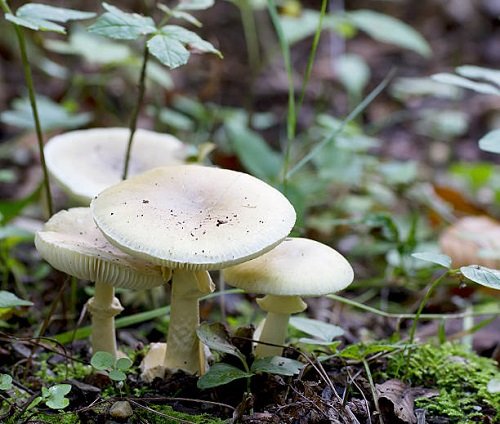Tennessee Poisonous Mushrooms 2