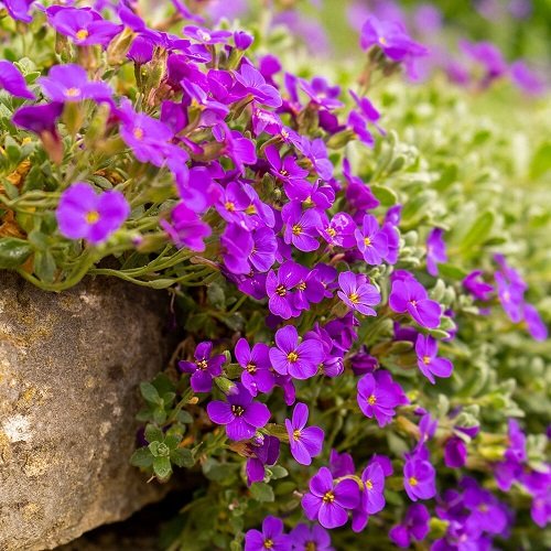 Purple Spring Flowers 
