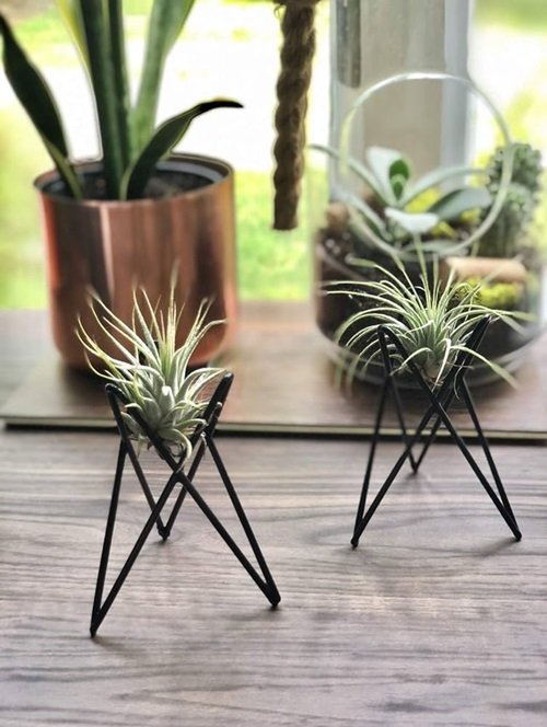Black Iron Air Plant Stands