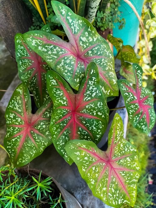 Most Colorful Plants in Florida 5
