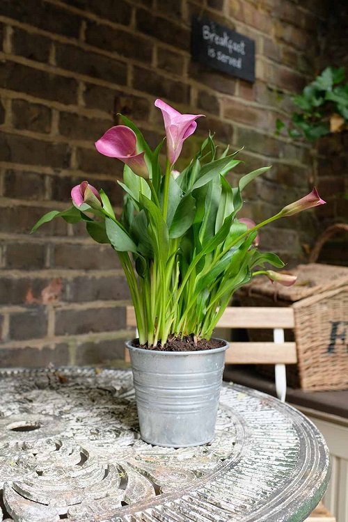 Calla Lilies in a Tin Container