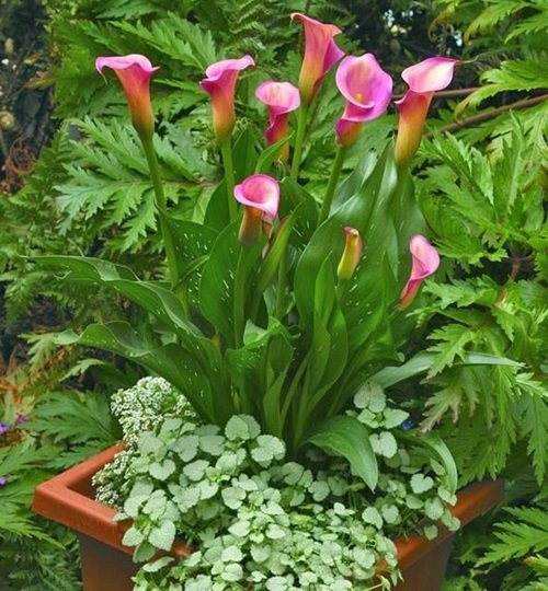 Calla Lilies Flowers For Herb Garden