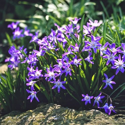 18 Purple Spring Flowers