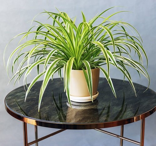 Plants That Look Like Pineapple Tops on table 