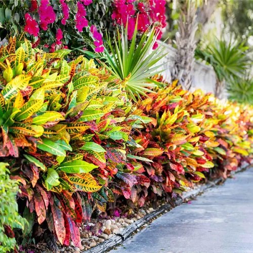  Colorful Plants in Florida garden 