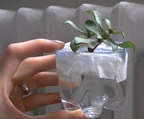 Some Types of Jade Succulents Grow in Water