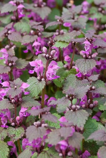 15 Best Mauve Flowers | Balcony Garden Web