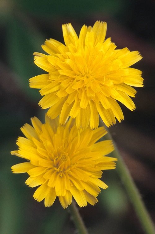 Flowers That Look Like Dandelions But Are Not 1
