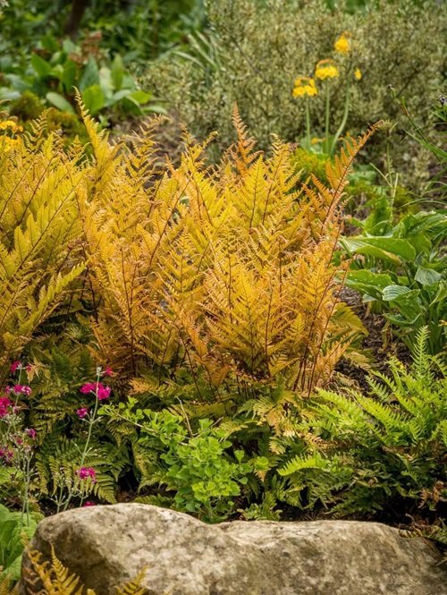 Autumn Ferns That Are Naturally Yellow and Orange