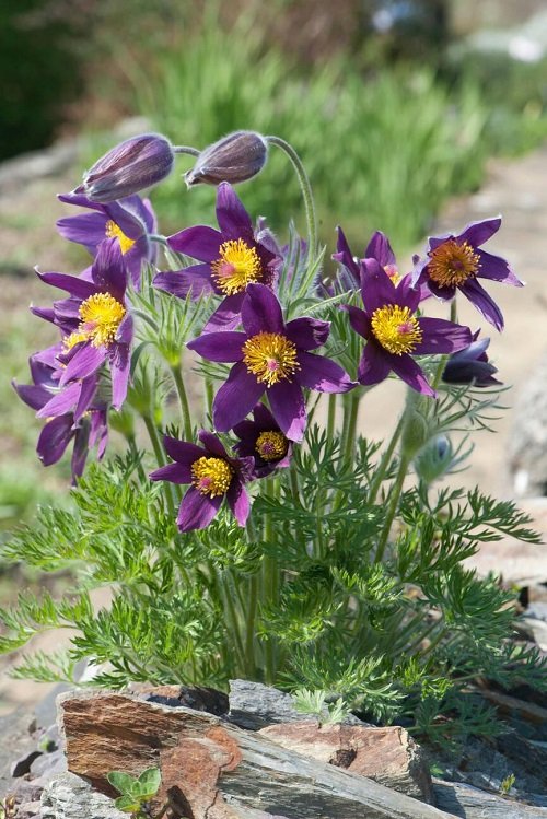 best Purple Spring Flowers in garden