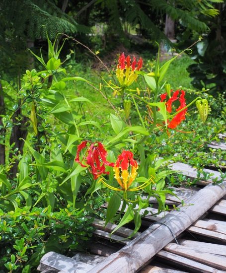 9 Stunning Nigerian Flowers | Balcony Garden Web