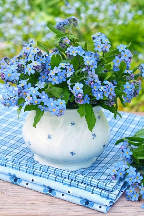 Light Blue Flowers for Containers 7