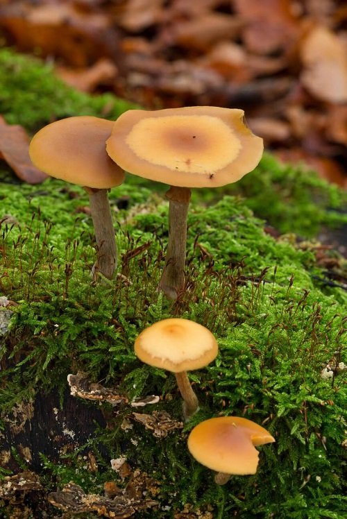 Poisonous Mushrooms in Tennessee