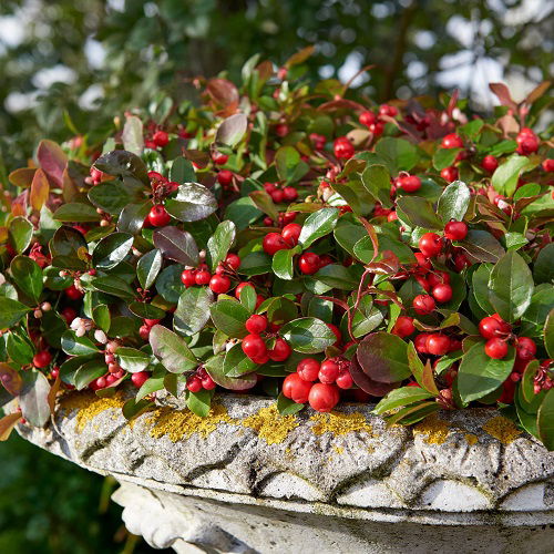 Vines with Red Berries in pot