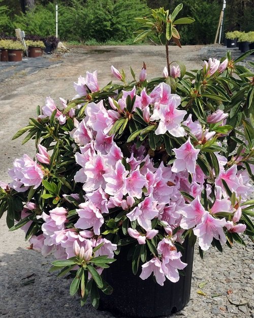 Container Size for George Taber Azalea