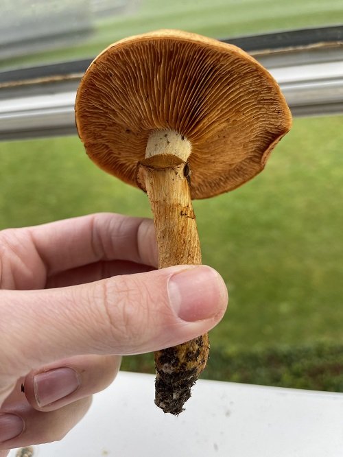 Poisonous Mushrooms in Tennessee 3