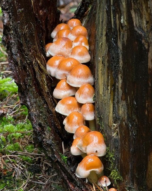 Tennessee's Toxic Mushrooms