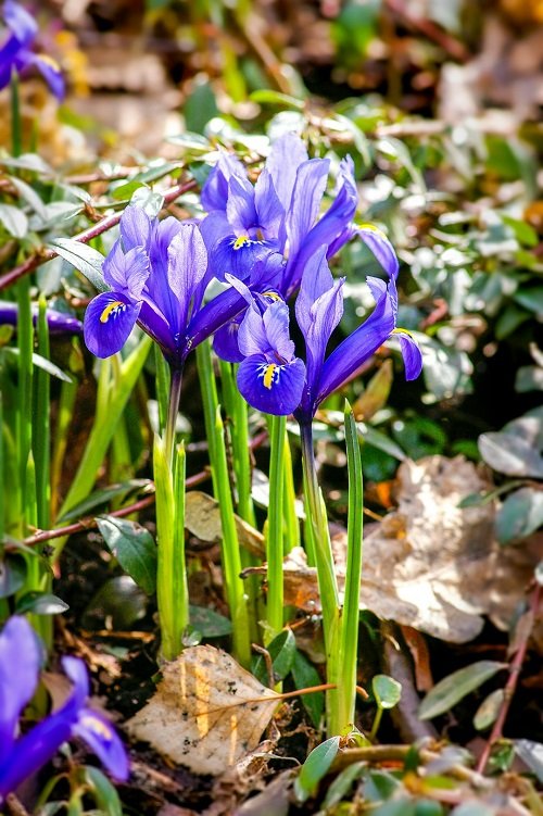 best Purple Spring Flowers in yard