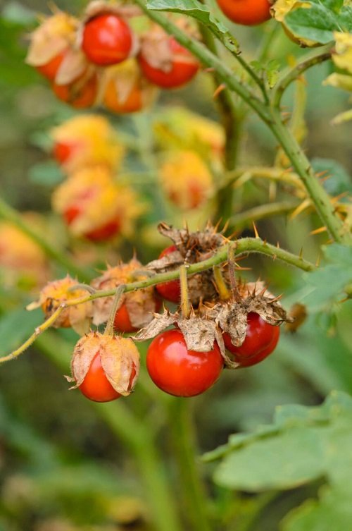 Fruits That Look Like Tomatoes 11
