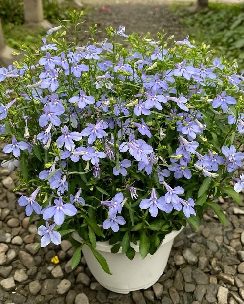 Light Blue Vase Flowers