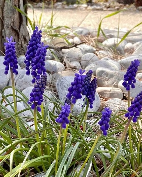 Purple Spring Flowers in garden 1
