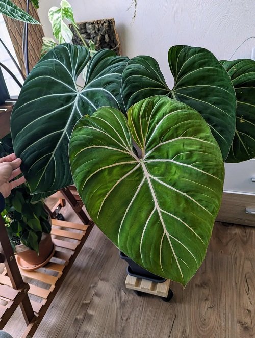 Approaches for Making Philodendron Leaves Bigger 2