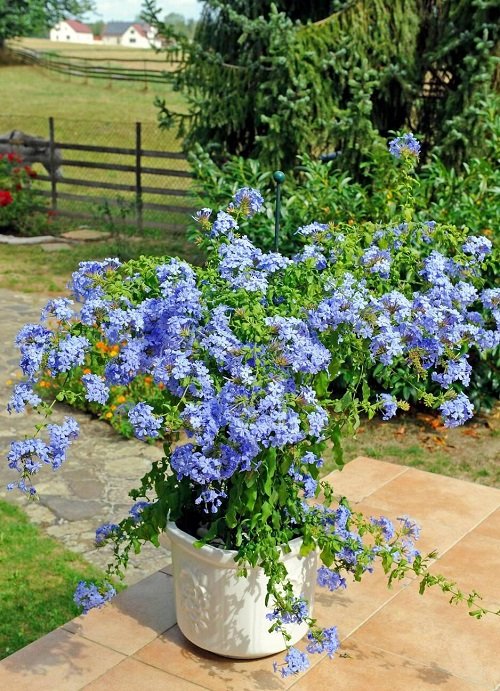 Light Blue Flowers for Containers