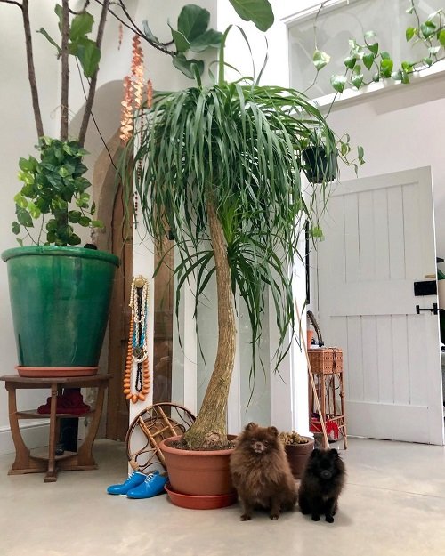 How to Make Ponytail Palm Grow Taller 3
