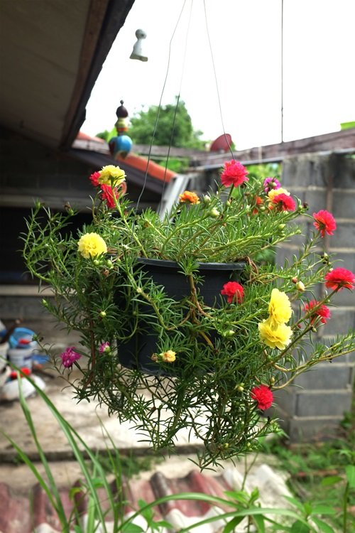 Moss Rose Hanging Balcony Flowers