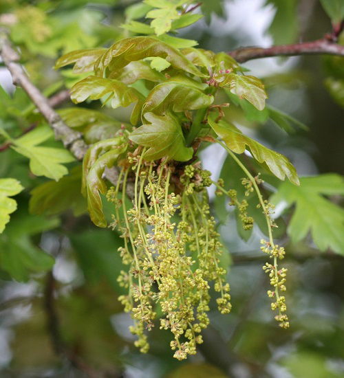 Quercus robur as swedish flower