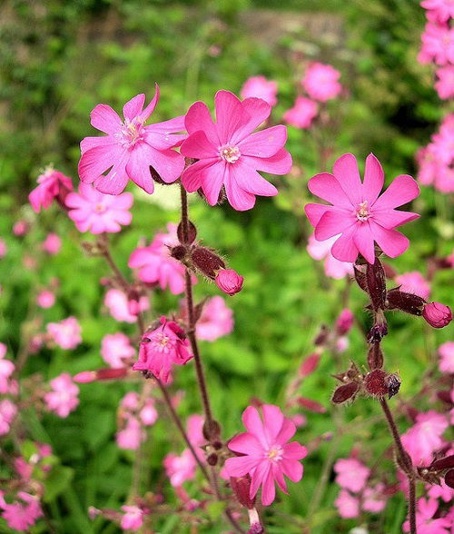 Swedish Flowers in garden 1