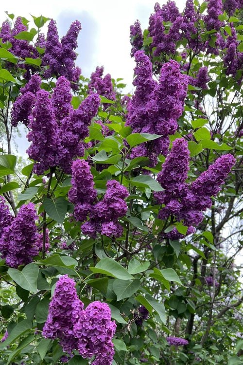 beautiful best Purple Spring Flowers