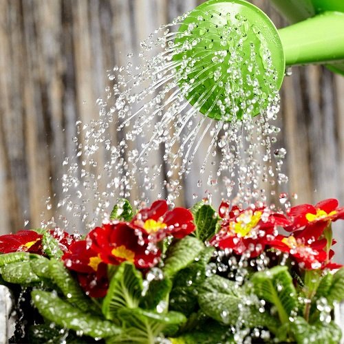 Watering Needs of Plants