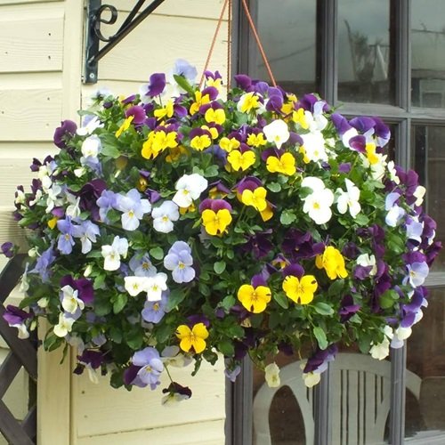 Pansy Hanging Balcony Flowers