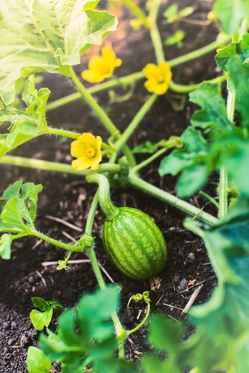 Watermelon Growing Stages 3