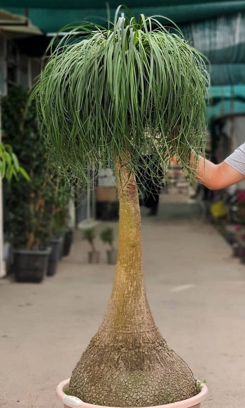 Will My Ponytail Palm Grow Taller