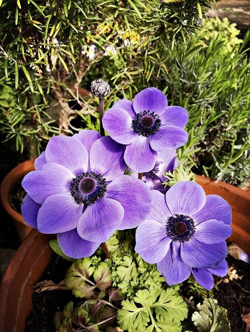 best Purple Spring Flowers in pot