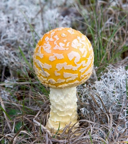 Tennessee's Toxic Mushrooms 2
