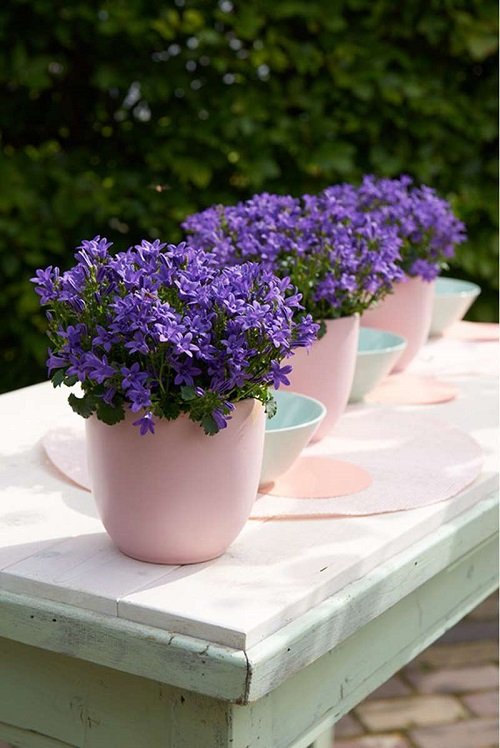 best Purple Spring Flowers in pot 1