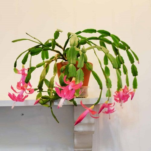 Christmas Cactus Meaning 2