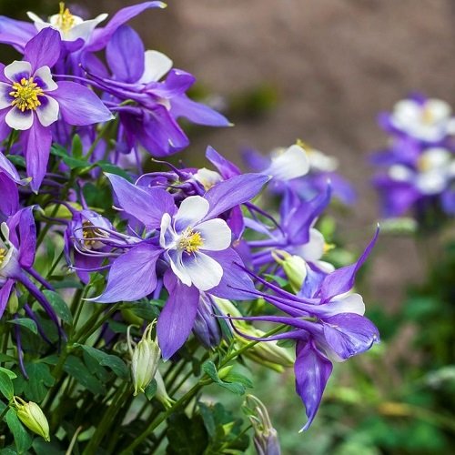 best Purple Spring Flowers