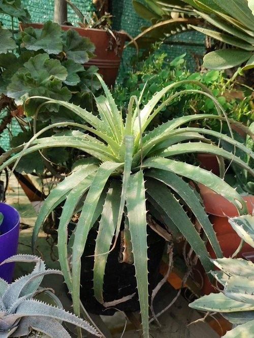 Plants That Look Like Pineapple Tops 3