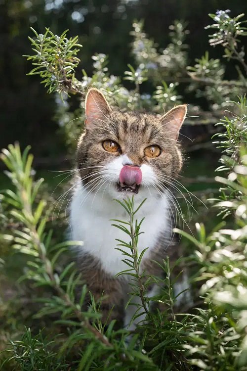 best herbs for cats 9