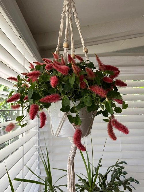 Indoor Plants to Hanging From the Ceiling