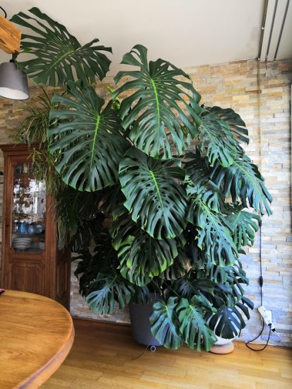 10 Extra Large Houseplants You Must Grow | Balcony Garden Web