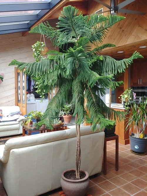 Large Indoor Plants That You Must Raise