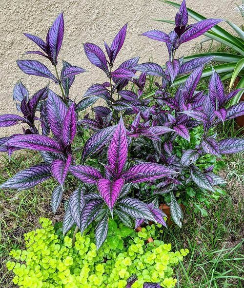  Colorful Plants in Florida garden 8
