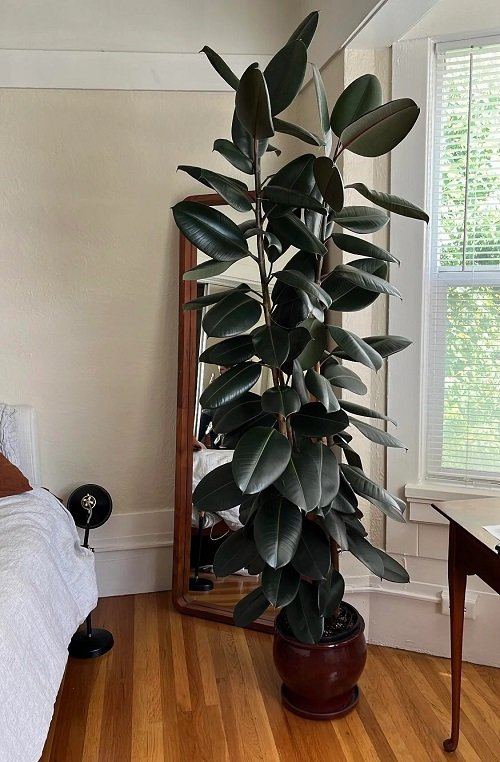 Extra Large Houseplants You Must Grow 2